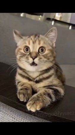 Новый поющий котик