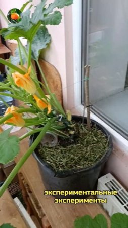 Женский цветок тыквы 🌼🎃 Сад Огород На Балконе