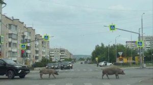 Свиной апокалипсис в Свердловской области