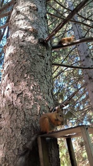 Белочка грызёт кедряшки в кормушке, и тут пришла вторая белка