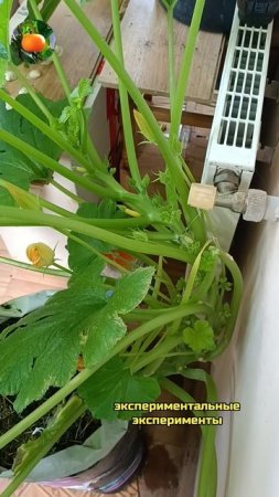 Прищипывание кабачков 🥒 Сад Огород На Балконе