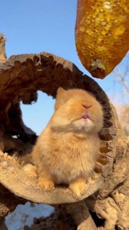 Очень вкусный мёд