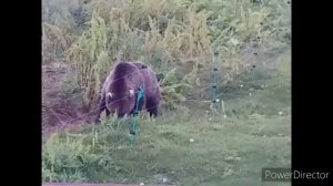 Электроизгородь - лучшая защита от медведей. Камчатка. Экология.