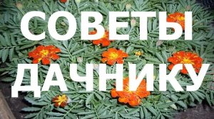 ДЕНЕЖНОЕ ДЕРЕВО