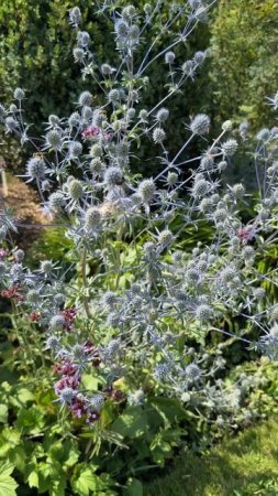 Синеголовник в саду 🌿 Красивый многолетник для солнечных клумб | Eryngium perennial
