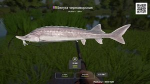 БЕЛУГА ЧЕРНОМОРСКАЯ НА АХТУБЕ РУССКАЯ РЫБАЛКА 4 РР4