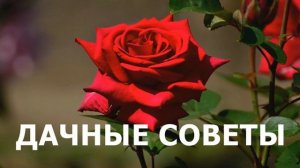 Как Правильно Посадить Розы Новичкам.