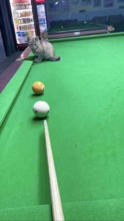 Ох уж этот кото бильярд