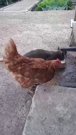 Подружки Буся и курица 🐱🐤