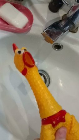 Орущий петух