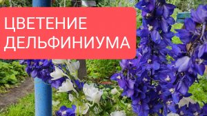 ЦВЕТЕНИЕ ДЕЛЬФИНИУМА
