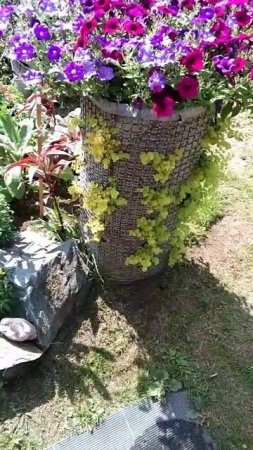 Клумба из сетки. Интересно и необычно смотрится петуния с вербенником🌺🌿