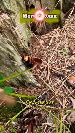 Ого, Гигантиха Оса Мега сколия! В Тольятти местечко себе нашла#super#shorts-YOUTUBE