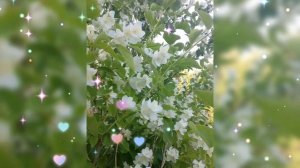 🌺 ЖАСМИН 🌺 13 ИЮЛЯ 2025 г.🌺