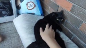 гладим нашего кота каспера отдыхает
