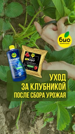 Уход за клубникой после сбора урожая