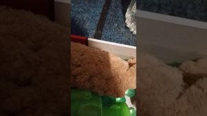 супер орбиз