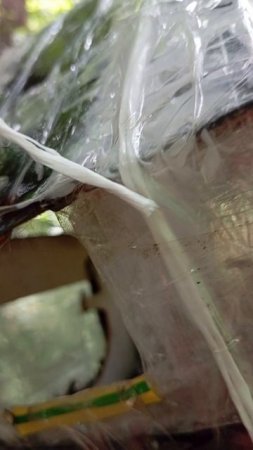 19.07.25. вредители срезали жгут-крепление дальней кормушки для белочек