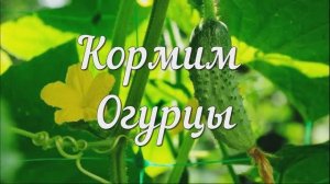 Кормим Огурцы. Когда и Чем Подкормить Огурцы