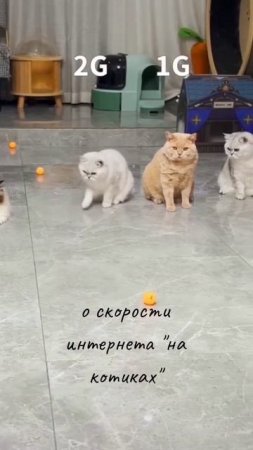 Популярно о скорости интернета:😅😸 #котики #юмор #реки #топ #ржака #смешныеживотные  #питомцы #рекоме