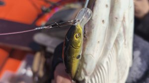 Озеро Изюк 🎣Там, где рыба ждет 😎