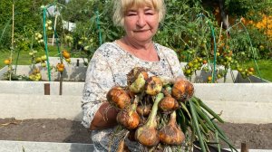 Такого ОГРОМНОГО ЛУКА я еще не видела! Делюсь, как из плохого лука - севка получить хороший урожай!