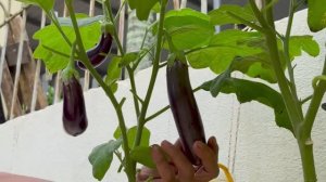 Выращивание баклажанов от посадки до сбора урожая
