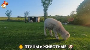Видео про животных и птиц для души (27)
