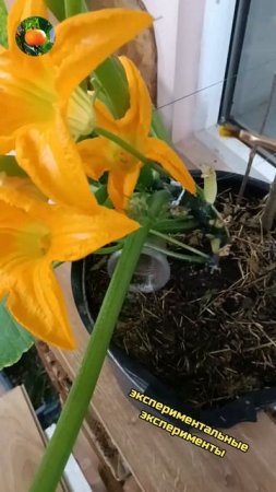 Ручное опыление кабачка 🥒 Сад Огород На Балконе