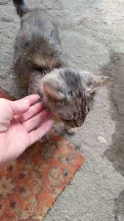 ‼️На улице СЕЙЧАС ПОЯВИЛИСЬ ТРИ кошки: черно-белая, трехцветная и тигрушка. 
Они ручные, явно домашн