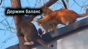 КАК КОТЫ СЛЕЗАЛИ С ДЕРЕВА 🤣