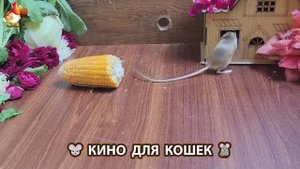 Видео для кошек про крысок развлекать питомцев 🐭🐀😂 (217)