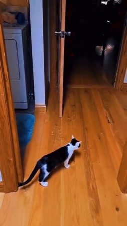 Видео от Мемный мем