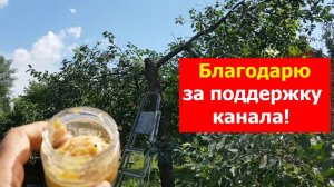 250720 Эксперимент по опиловке вишни Как  срезать верхушку слив яблон вишен черешня груш Ветки ствол