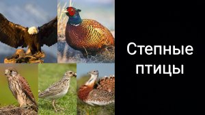 Степные птицы