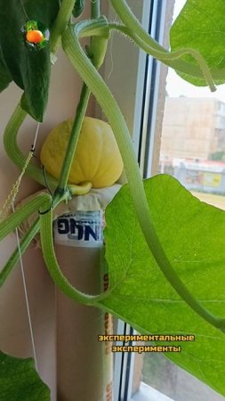Кабачки цветут 🌼 Тыква растет 🎃 Сад Огород На Балконе