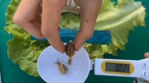 Замеры улиток Мюллер в возрасте 1,5 месяца