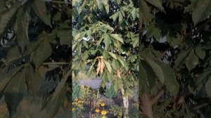 Сельский парк 1