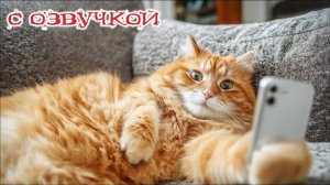 Приколы с котами! С ОЗВУЧКОЙ! Смешные котики! Смешные видео про животных! ДО СЛЕЗ!