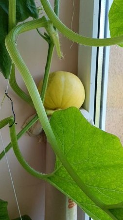 Сюрприз от тыквы 🎃 Сад Огород на балконе