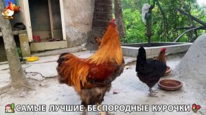 Цыплята и Курочки селяночки лучшие беспородные несушки 🥚 (203)