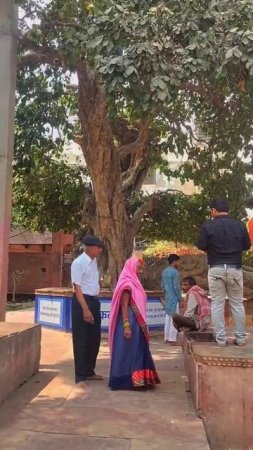 Krishna jumped from this tree to Yamuna to fight snake Kalia #vrindavan #kalia #krishna #shorts