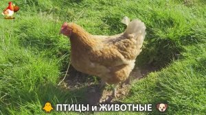 Видео про животных и птиц для души (26)