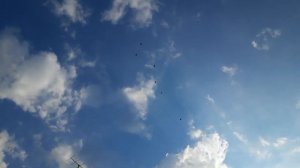 ДАЧА-САД - КАКАЯ КРАСОТА- ГОЛУБИ НА ДАЧЕ
