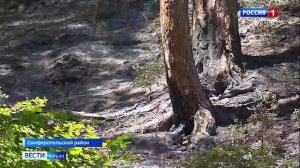 Обжигающий сезон: Крымские пожарные тушат гектары полей и лесов.