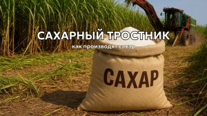 Как производят сахар? Сбор и переработка миллиарда тонн сахарного тростника 🎋