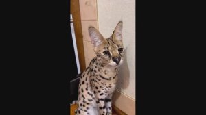 Смешные Коты #28