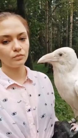 Белые вороны действительно существуют, и они не являются альбиносами.