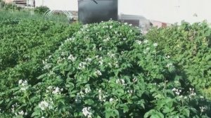Нужно ли обрывать цветы на картофеле!