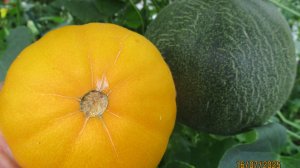 Дыни у меня растут на улице и в теплице. На улице им нравится больше!